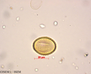 Brayopsis calycina - lame n° 29051